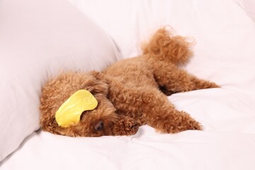 Cute Maltipoo dog with sleep mask resting on soft bed