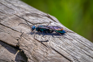 Wasp