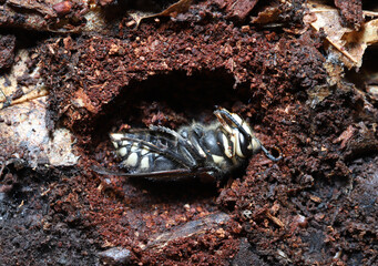 Close up of a lone queen bald-faced hornet (Dolichovespula maculata) curled up in a hollow she dug in the soil beneath a log. She will spend the winter hibernating here before emerging in the spring
