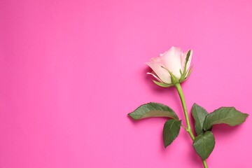 One beautiful rose on pink background, top view. Space for text
