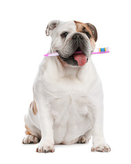 Cute dog with toothbrush in mouth isolated on white. Animal oral hygiene