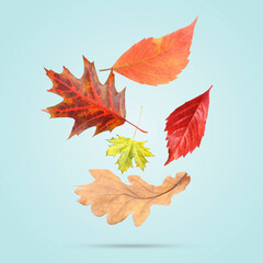 Many different bright autumn leaves falling on turquoise background