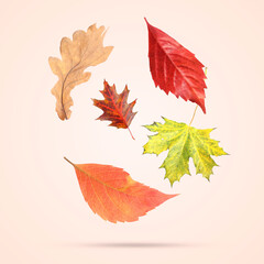 Many different bright autumn leaves falling on beige background