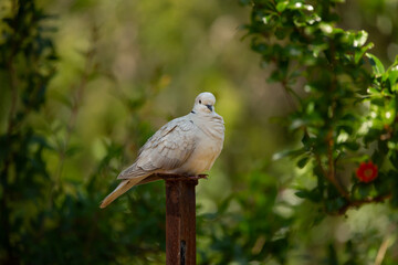 Eurasian collared dove perched on a metal post, in the garden against a green tree background