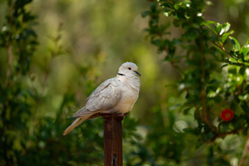 Eurasian collared dove perched on a metal post, in the garden against a green tree background