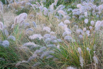 Pennisetum alopecuroides
