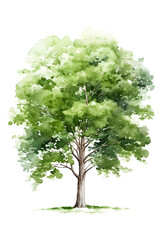 tree Isolated on Transparent or White Background, PNG.