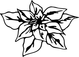 Hand drawn christmas poinsettia illustration on transparent background.