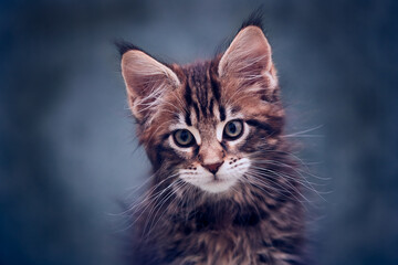 Portrait of a Maine Coon kitten in close-up.