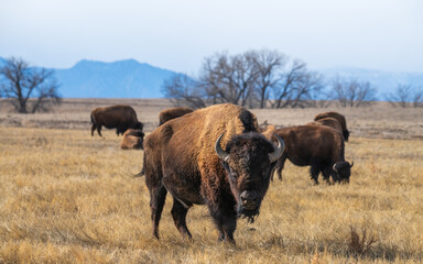 A herd of bison grazing on the prairie with mountains in the background. A large bull looks out towards the camera.