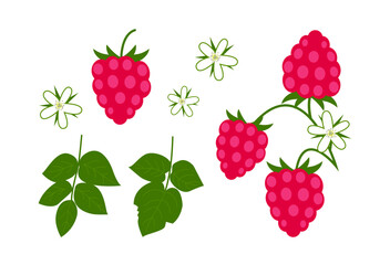 Raspberry element set. Isolated raspberry collection of berries, leaves and flowers on white. Editable stroke. Botanical elements for design, cover, cards, backdrop.
