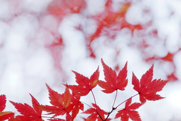 日本の秋の紅葉