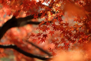日本の秋の紅葉