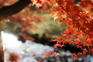 日本の秋の紅葉