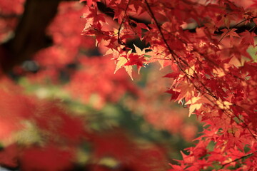 日本の秋の紅葉