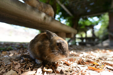 うさぎとべんちと落ち葉