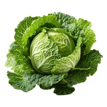 cabbage isolated on white background  