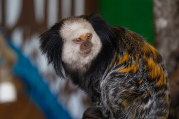 Cute marmoset monkey portrait close-up