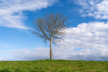 Fototapeta na wymiar Leafless tree on grass hill in the landscape