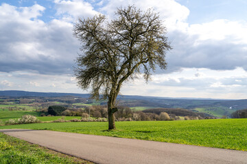 Lonely blooming tree in the landscape in spring 