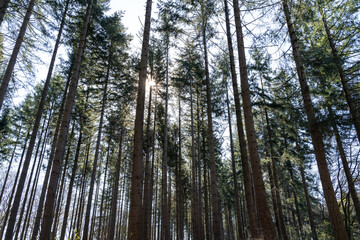 Large spruce trees in the forest