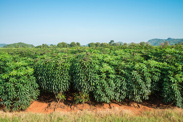 Cassava field in a row plantation in blue clear sky sunny day background. Agriculture, plantation,...