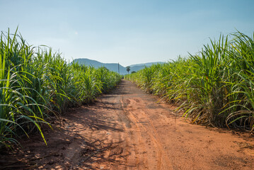 Agriculture sugarcane field farm with blue sky in sunny day background, Thailand. Sugar cane plant...