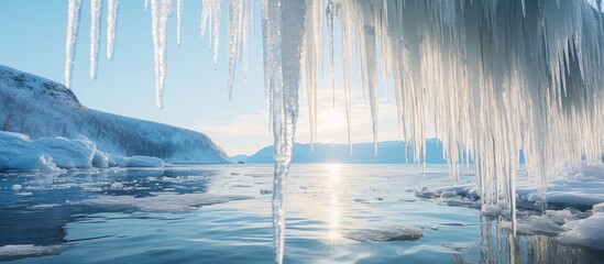 Baikal alke with hanging icicles - obrazy, fototapety, plakaty