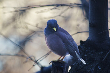 Locust starling looking and posing