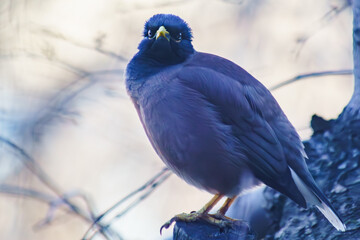 Locust starling looking and posing