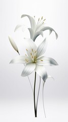 Delicate White Blossom in Monochrome Nature