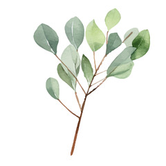 Watercolor Eucalyptus clipart, Eucalyptus leaves, Eucalyptus branches, Wedding greenery clip art, Floral, forest,PNG.