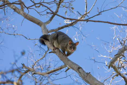 A Common Brushtail Possum (trichosorus vulpecula) in a tree.