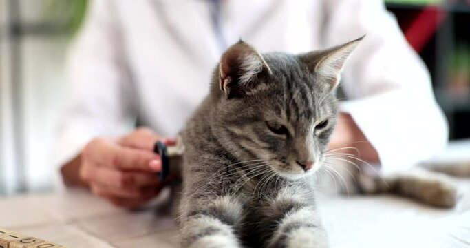 Doctor veterinarian listening to gray kitten with stethoscope 4k movie slow motion. Pet medical care concept