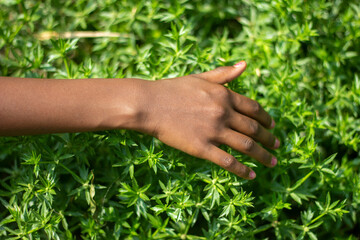 A man puts his hand on green tree and green background