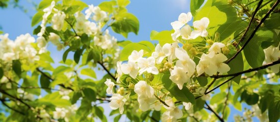 Obraz premium Southern catalpa tree with large heart-shaped leaves, clusters of white trumpet-shaped flowers, and yellow-spotted throat.