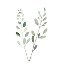 Watercolor Eucalyptus clipart, Eucalyptus leaves, Eucalyptus branches, Wedding greenery clip art, Floral, forest,PNG.