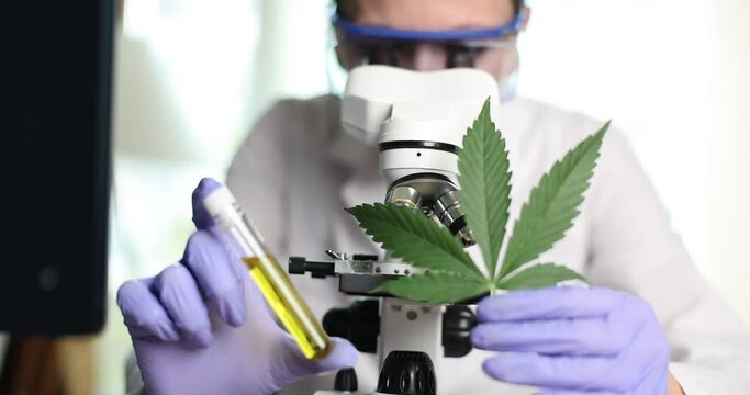 Scientist holding cannabis leaf and marijuana oil in front of microscope closeup 4k movie slow motion. Pharmaceutical business illegal products based on narcotic drugs concept