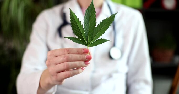 Doctor holding green cannabis leaf in clinic closeup 4k movie slow motion. Illegal drug treatment concept