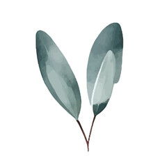 Watercolor Eucalyptus clipart, Eucalyptus leaves, Eucalyptus branches, Wedding greenery clip art, Floral, forest,PNG.