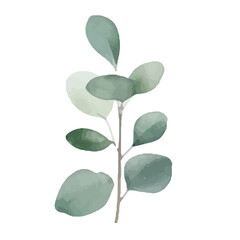 Watercolor Eucalyptus clipart, Eucalyptus leaves, Eucalyptus branches, Wedding greenery clip art, Floral, forest,PNG.