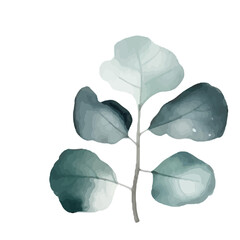 Watercolor Eucalyptus clipart, Eucalyptus leaves, Eucalyptus branches, Wedding greenery clip art, Floral, forest,PNG.