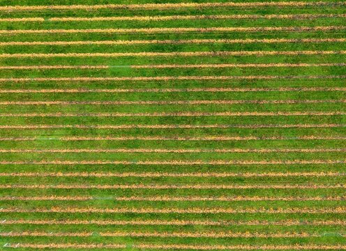 aerial shot of a vineyard in late autumn after harest creating an abstract background image. Shot in New Zealand in the Kapiti region