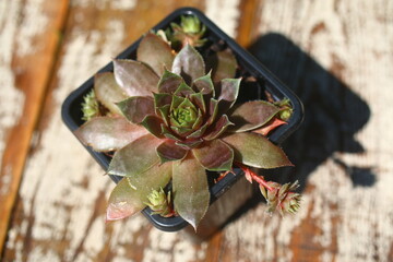 Rojnik REX Sempervivum  © Perovskia