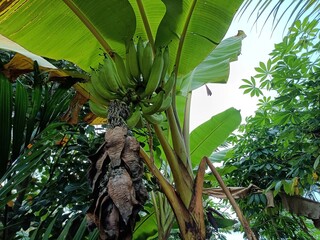 Obraz premium Banana, fruit of the genus Musa, one of the most important fruit crops of the world. 