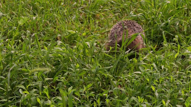 The European hedgehog (Erinaceus europaeus) looking for food in thick grass. Lives in Europe, feeds on plant and animal foods.
