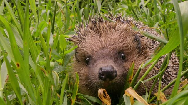 The European hedgehog (Erinaceus europaeus) looking for food in thick grass. Lives in Europe, feeds on plant and animal foods.