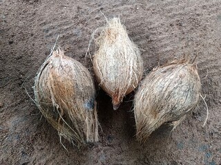 The coconut tree is a member of the palm tree family and the only living species of the genus Cocos. The term 