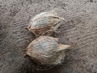 The coconut tree is a member of the palm tree family and the only living species of the genus Cocos. The term 