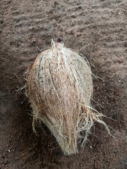 The coconut tree is a member of the palm tree family and the only living species of the genus Cocos. The term 